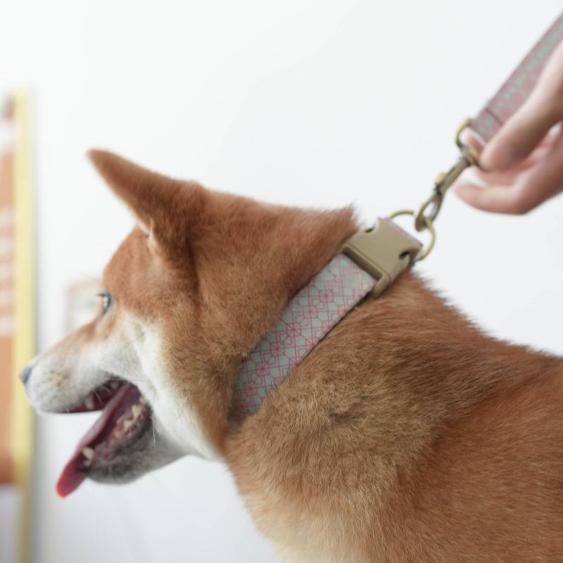 Dog Training Collar and Lead Set